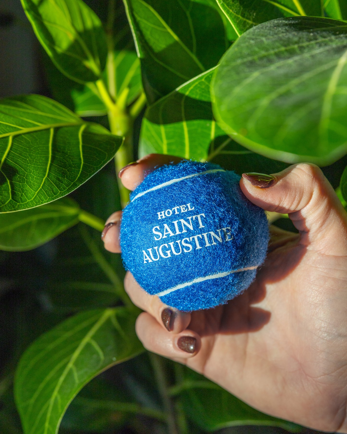 Hotel Saint Augustine Dog Ball